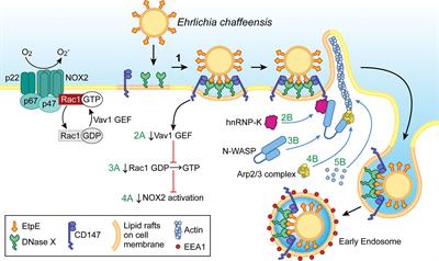 The “Biological Weapons” of Ehrlichia chaffeensis: Novel Molecules and Mechanisms to Subjugate Host Cells